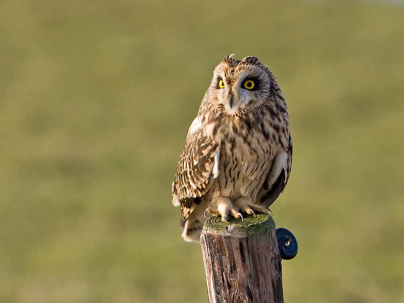 Asio flammeus Velduil Short-eard Owl